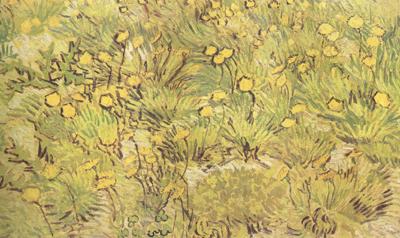 Vincent Van Gogh A Field of Yellow Flowers (nn04) Norge oil painting art